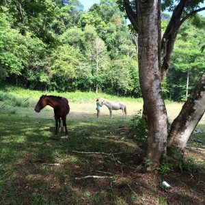 Horses in Pasture