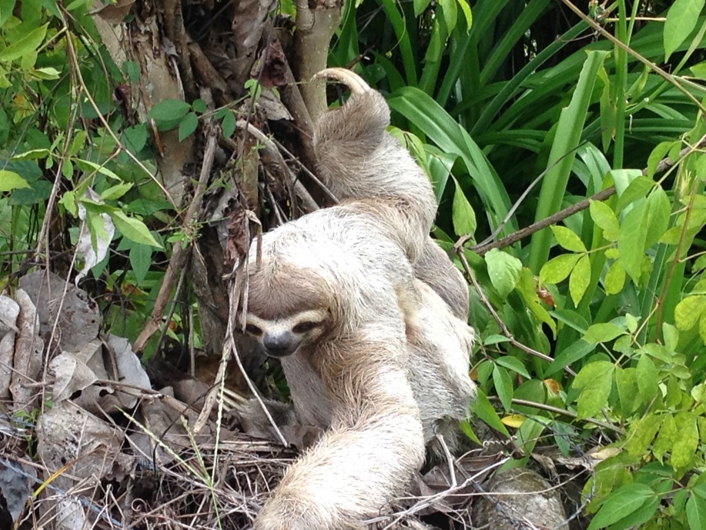 Sloth at Manuel Antonio National Park